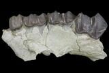 Titanothere (Megacerops) Upper Jaw Section - Wyoming #143854-1